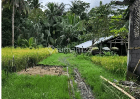 Tanah di Jl. Cinta Tegallalang Ubud Gianyar Bali, Gianyar 2