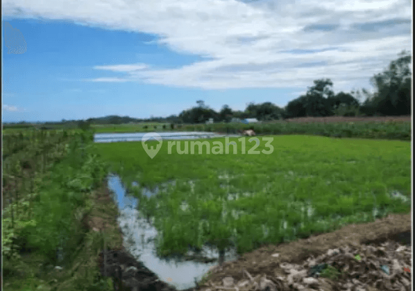 Tanah di Jalan Subak Kelating Kerambitan Tabanan Bali Kerambitan, Tabanan
, Tabanan 1