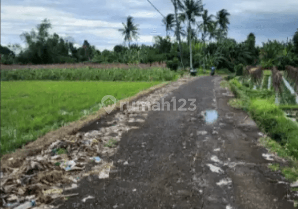 Tanah di Jalan Subak Kelating Kerambitan Tabanan Bali Kerambitan, Tabanan
, Tabanan 2