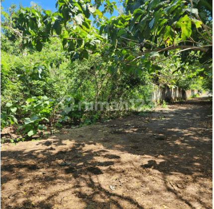 Land on Jl. Belimbing Sari Pecatu South Kuta Badung Bali
, Badung 2