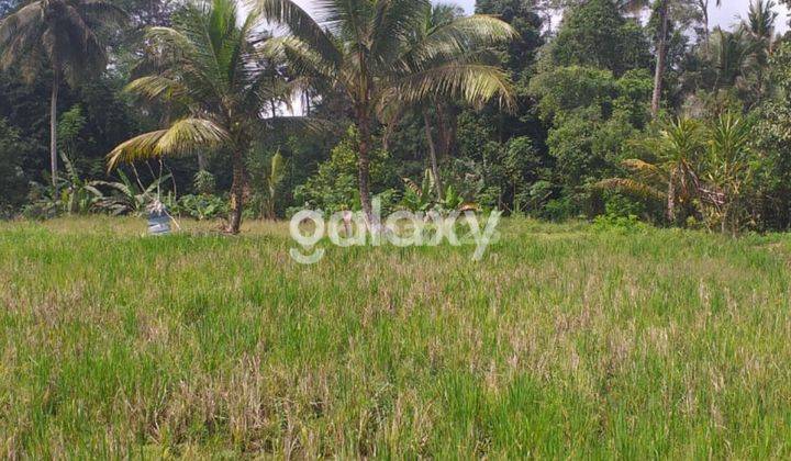 TANAH RAYA PEJENG TAMPAKSIRING GIANYAR, BALI 1