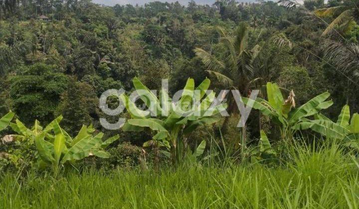 TANAH TEGALLALANG GIANYAR, BALI 2