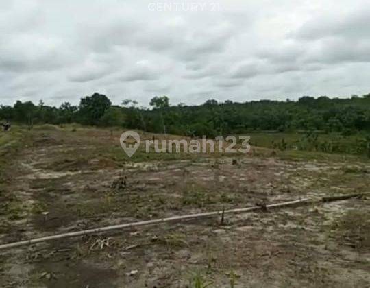 Tanah Luas 100 Hektar Cikeusik Pandeglang 1