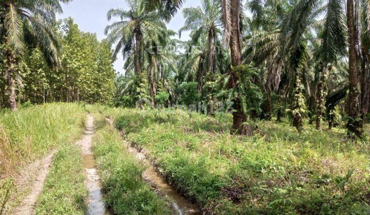 Tanah 100 Hektar Cikeusik Cocok Untuk Perumahan 1