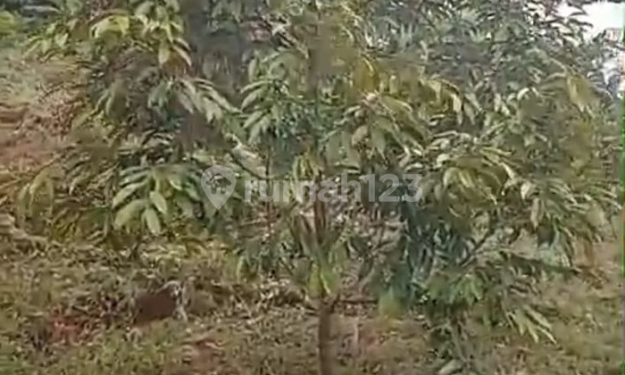 Tanah Kavling Cilowong Taktakan Bonus Pohon Durian