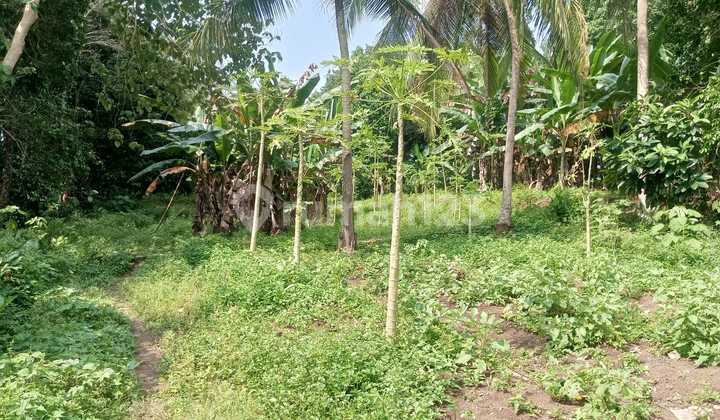 Tanah Harga Miring Saung Ende Taktakan Nego Tanah Harga Miring Saung Ende Taktakan Nego