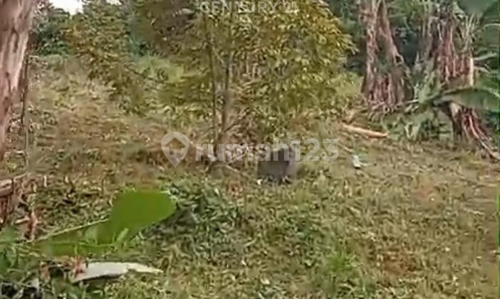 Tanah Kavling Plus 45 Pohon Durian Cilowong Taktakan
