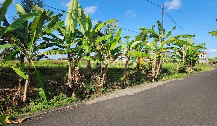 Tanah View Sawah, Jalan Aspal 6m, Canggu 2