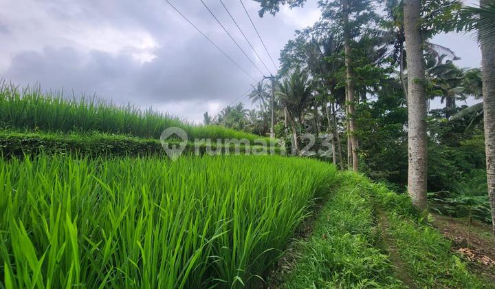 Rice field view land for rent in Tegallalang. Rice field view land for rent in Tegallalang.