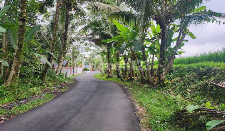 Rice field view land for rent in Tegallalang. Rice field view land for rent in Tegallalang.