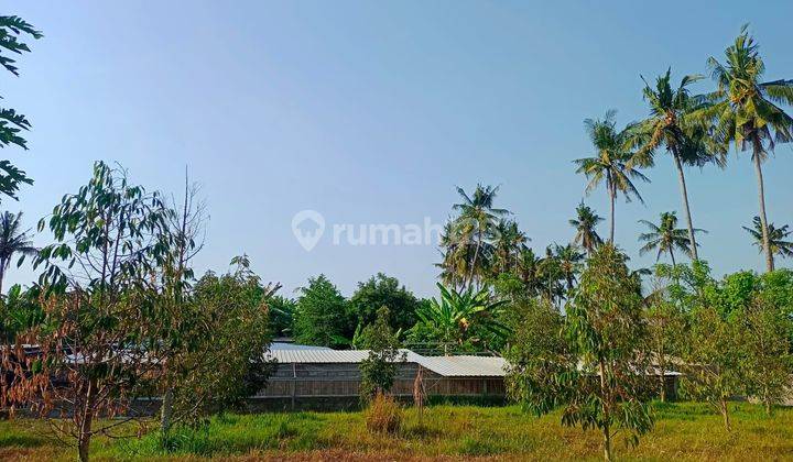 For Sale Good Land And Good Acces Near Lovina Central With Wall Around  2