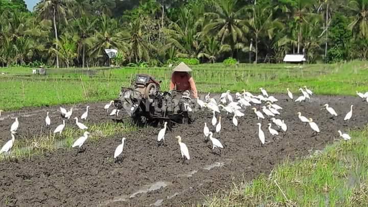 Dijual villa jasri lumbung pantai jasri Karangasem Bali  20
