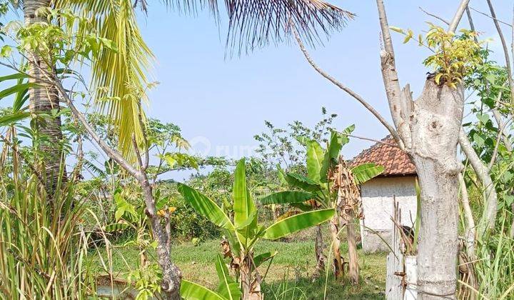 For sale good land for building villa  and beautiful  view to Ricefield and mountain  2