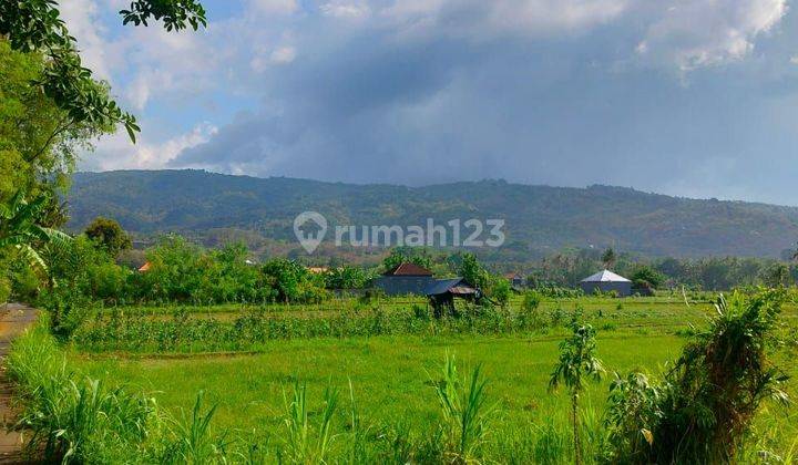 FOR SALE good land for investment  in lovina With good view and acces road 1