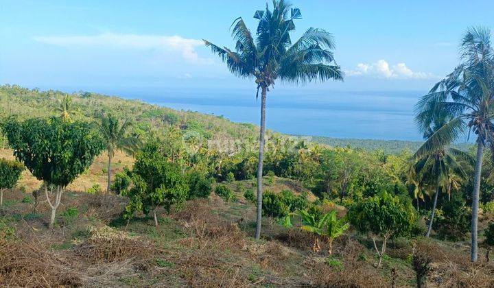 For sale beautiful land in Buleleng Singaraja with ocean view 1