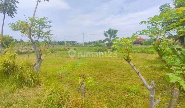 For sale premium land in Lovina and beautiful view to the ricefield  2