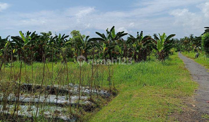 For Sale Land In Lovina 4are Global 480 Juta 2