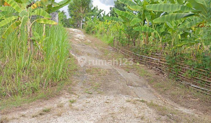 For sale good land close to central Lovina and Pepito  1