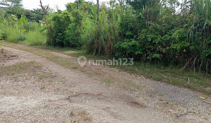 For sale good land close to central Lovina and Pepito  2