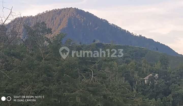 For Sale 1,1 Hektar Land With Fantastic View In Wanagiri Area For Sale 1,1 Hektar Land With Fantastic View In Wanagiri Area
