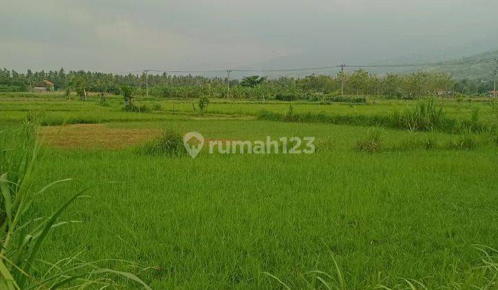 For Sale Land 4,7 Are With Ricefield And Mountain View In Lovina 2