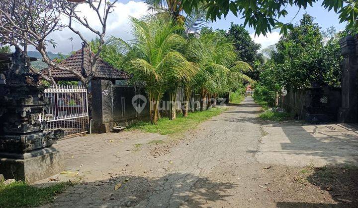 For Sale Good Land For Building Villa And Close To Central Lovina  2