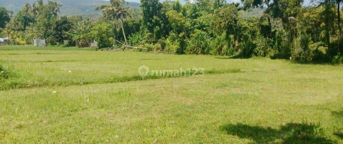 For Sale Land With View To The Ricefild And Close To Central Lovina 2