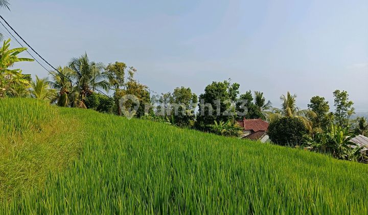For Sale 25 Ares of Land With Sea View and Rice Terrace Near Asphalt Road For Sale 25 Ares of Land With Sea View and Rice Terrace Near Asphalt Road