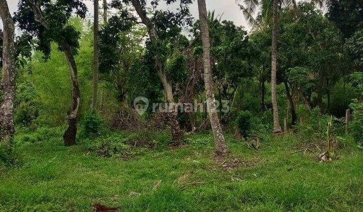 For Sale 3 Are Land On Area Villas Near Lovina Beach  2