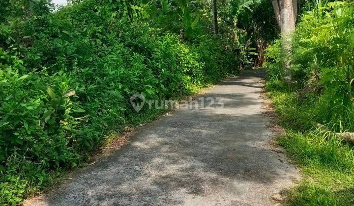 For Sale 28 Are Flat Land On Tropical Area And Close To Central Lovina 1