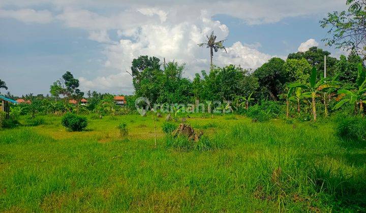 For Sale 28 Are Flat Land On Tropical Area And Close To Central Lovina 2