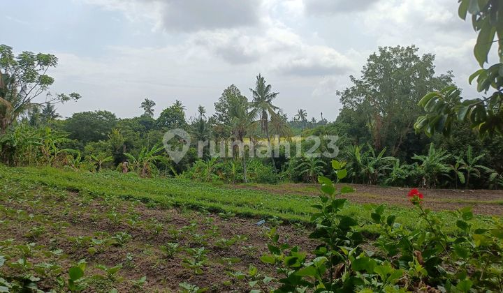 Dijual Tanah 80 Are di Lokasi Indah dengan Pemandangan Menarik Dijual Tanah 80 Are di Lokasi Indah dengan Pemandangan Menarik