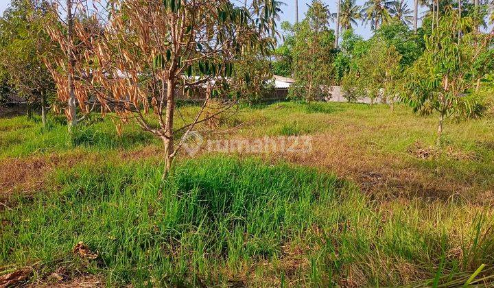 For Sale Good Land And Good Acces Near Lovina Central With Wall Around  1