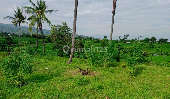 For Sale Land With Beautiful View In Lovina Area 1