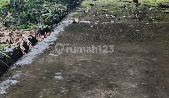 Di Jual 5 Are Lahan Dekat Kota Dan Pantai Di Lovina Bali