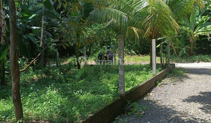 For Sale Land Bonus Joglo House, 360m2 Land Just Walking Distance To The Lovina Beach,directo Owner 1