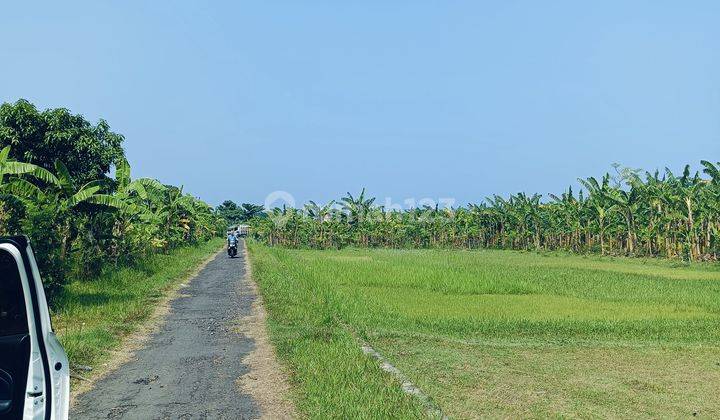 For Sale Land Good For Building Villa And Homestay Near Lovina Central  1