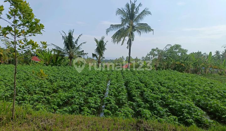 Dijual Tanah 80 Are di Lokasi Indah dengan Pemandangan Menarik Dijual Tanah 80 Are di Lokasi Indah dengan Pemandangan Menarik