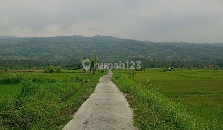 For Sale Land 4,7 Are With Ricefield And Mountain View In Lovina 1