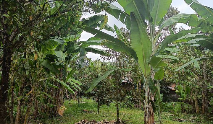 Di jual kebun durian Kani 35 batang bisa bangun villa view gunung dan sawah  2