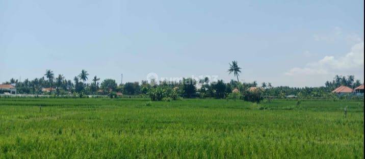 For Sale Land With View To The Ricefild And Close To Central Lovina 1