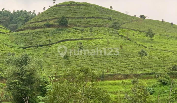 Dijual Kebun Teh Yang Masih Berproduksi Di Majalengka Dijual Kebun Teh Yang Masih Berproduksi Di Majalengka