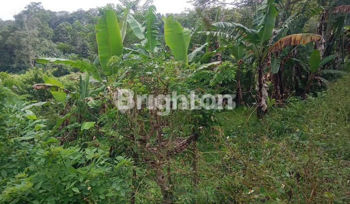 Tanah 2 Are Baturiti Dekat Pasar Sayur Baturiti
