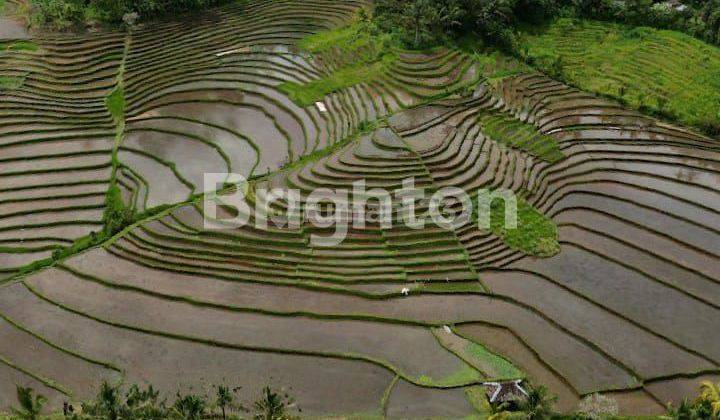 Tanah Sawah Hak Milik 30 Are Tiyinggading Selemadeg Barat Tabanan 1