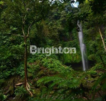 Tanah Kebun Kopi Di Wanagiri kec. Sukasada Kab. Buleleng Berhawa Sejuk 2