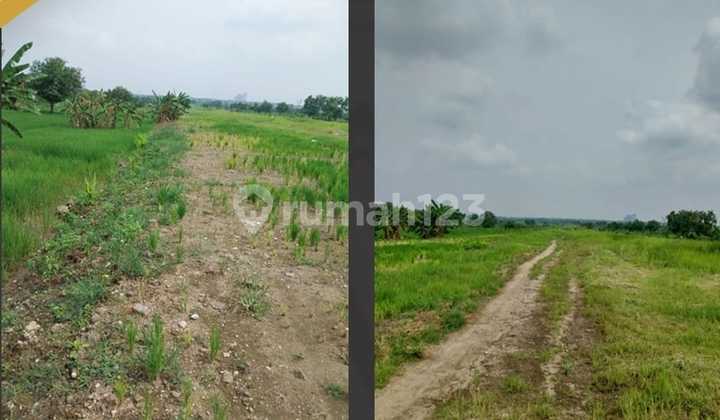 Tanah Plot Perumahan di Driyorejo Gresik