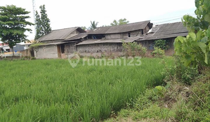 Tanah Sawah Cocok buat Cluster lokasi Jalan Raya Tambelang Bekasi 4