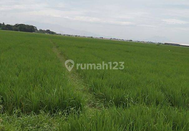 Tanah Sawah Cocok buat Cluster lokasi Jalan Raya Tambelang Bekasi 5