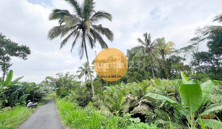 Tanah Pekarangan Turi Wonokerto Dialiri Parit Termurah  3