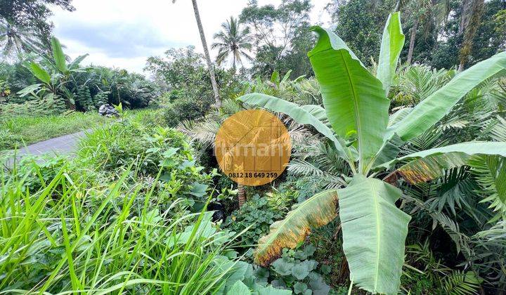 Tanah Pekarangan Turi Wonokerto Dialiri Parit Termurah  5